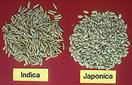 Indica and Japonica Rice