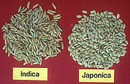 Riz : découvrez sa culture et les différents types de grains