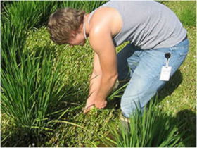 Grant Brock Pulling Weeds