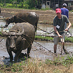 Plowing with Water Buffalo